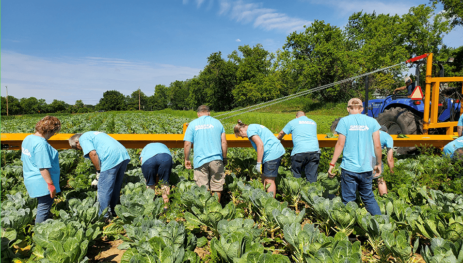 team planting vegetables in garden